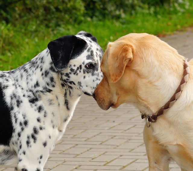 Begegnung Hund mit Katze: Abtasten