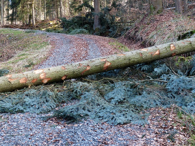 Blockade: Baum auf Waldweg