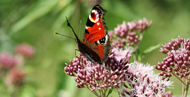 Schmetterling im Jetzt