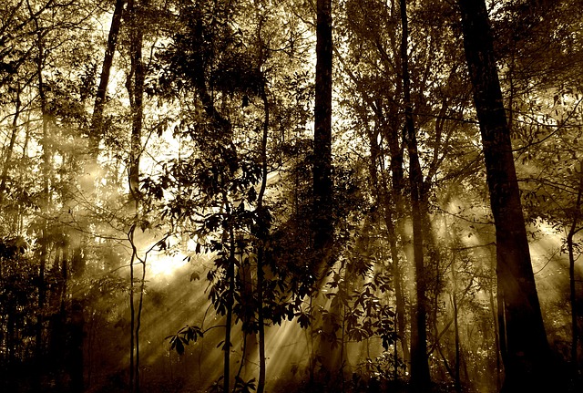 Wald mit Sonnenstrahlen