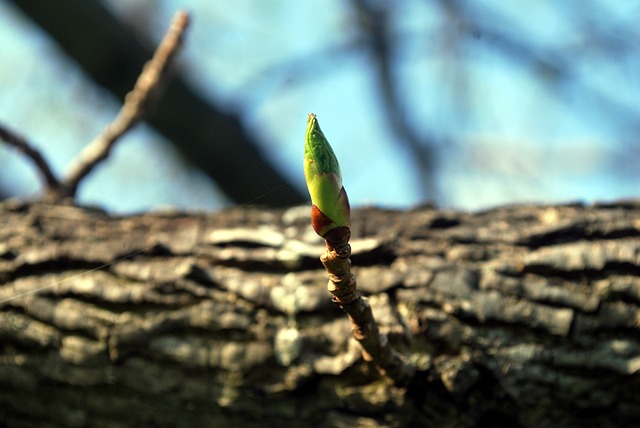 Zweig aus Baum, ich und das letzte Leben